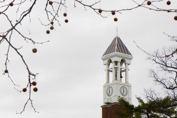 Platanus occidentalis - Old Fruit and the Bell Tower