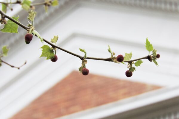 Platanus occidentalis - Foliage and Flowers