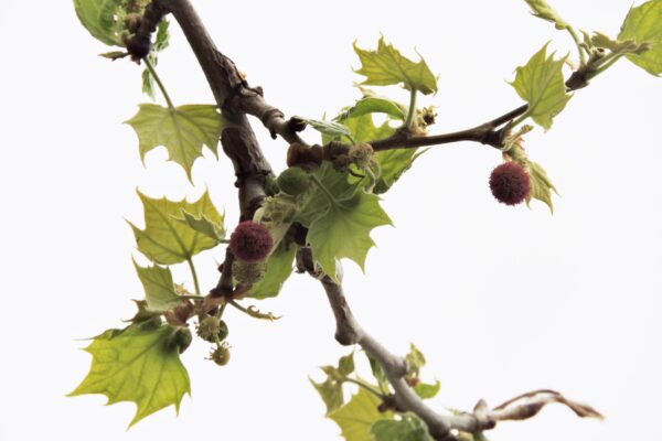 Platanus occidentalis - Flowers and Foliage