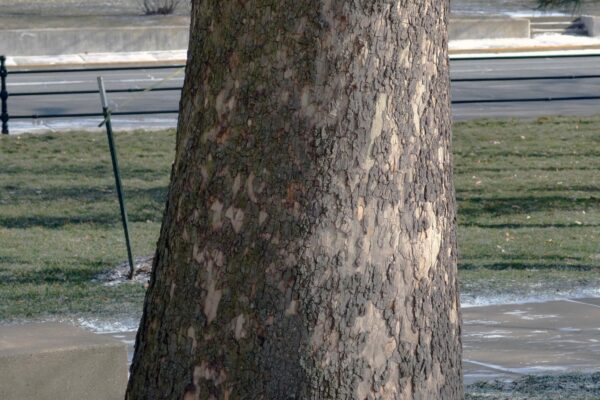 Platanus occidentalis - Mature Bark