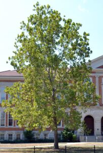 Platanus occidentalis - Habit