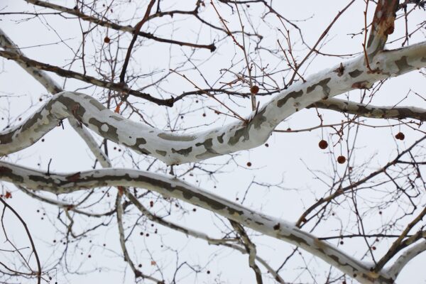 Platanus occidentalis - Young Bark and Fruits