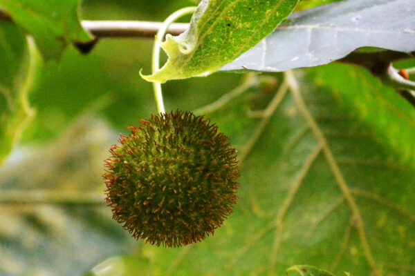 Platanus occidentalis - Immature Fruit