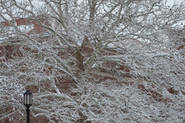 Platanus occidentalis - Tree in Winter