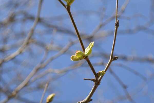 Platanus occidentalis - Emerging Leaves in Spring