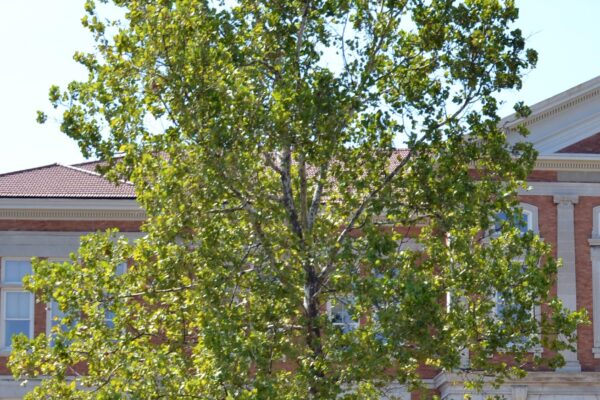 Platanus occidentalis - Habit