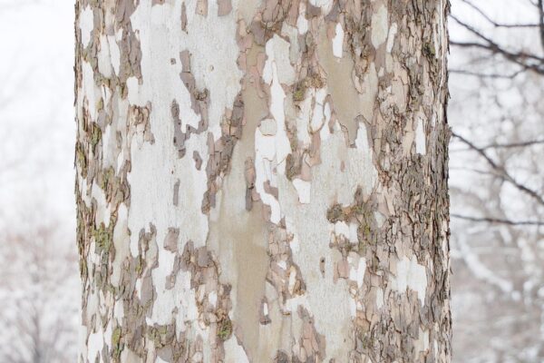 Platanus occidentalis - Bark