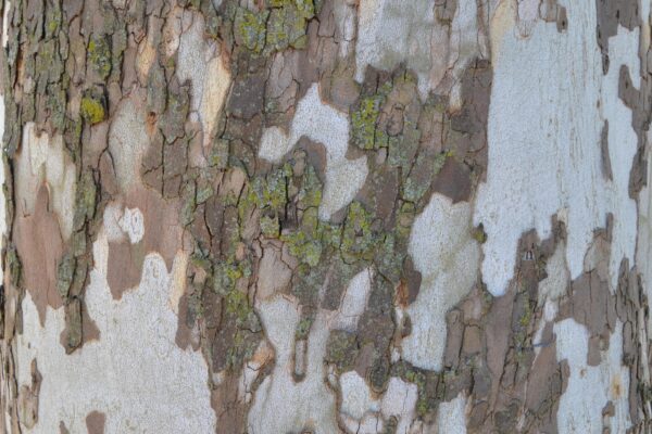 Platanus occidentalis - Bark Detail