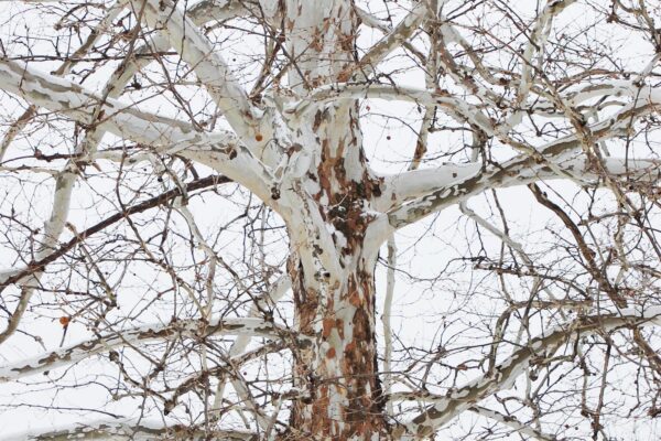 Platanus occidentalis - Winter Interest - Bark