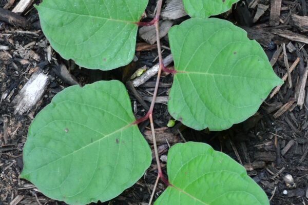 Fallopia japonica var. compacta - Leaves