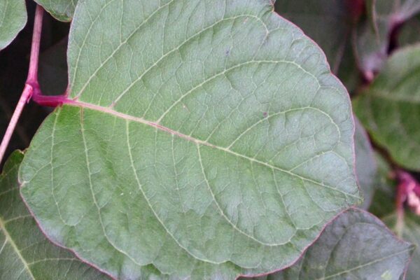 Fallopia japonica var. compacta - Leaf