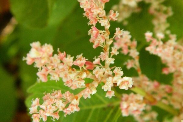 Fallopia japonica var. compacta - Flowers