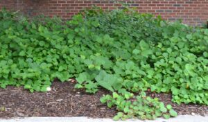 Fallopia japonica var. compacta - Groundcover Habit