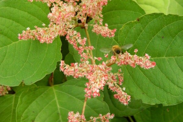 Fallopia japonica var. compacta - Flowers and Fruits