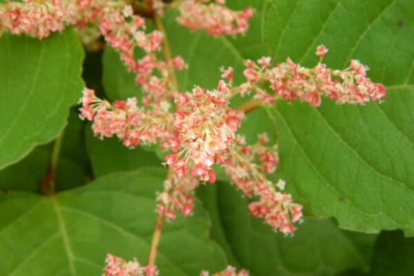 Fallopia japonica var. compacta - Fruits