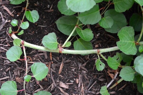 Fallopia japonica var. compacta - Stem