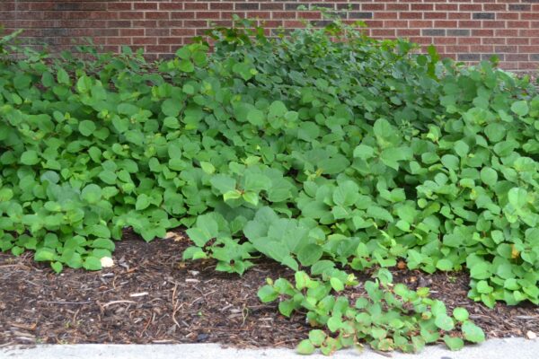 Fallopia japonica var. compacta - Groundcover Habit
