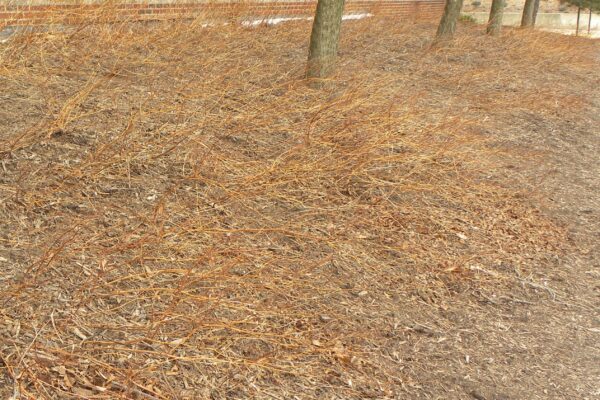 Fallopia japonica var. compacta - Winter Habit