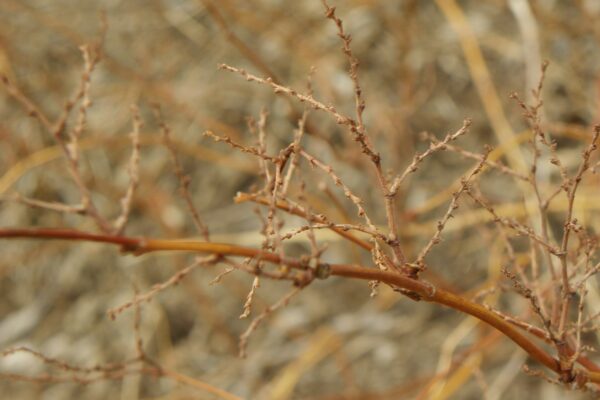 Fallopia japonica var. compacta - Winter Stems