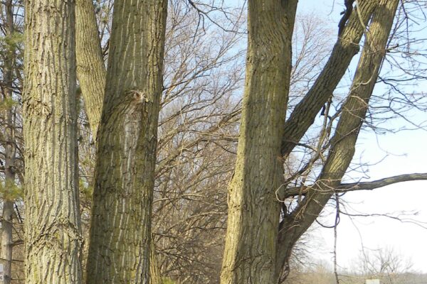 Populus deltoides - Trunk