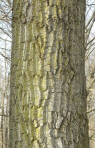 Populus deltoides - Bark