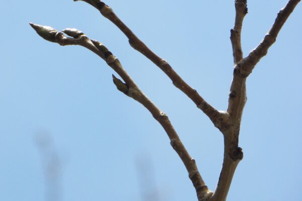 Populus deltoides - Buds