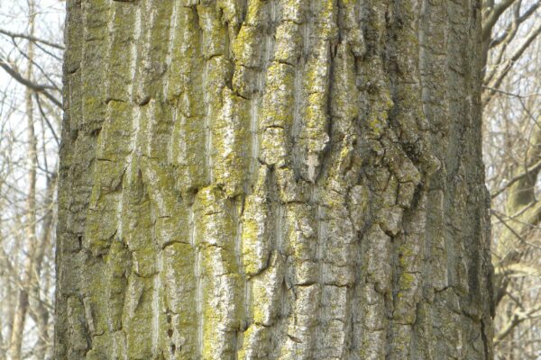 Populus deltoides - Bark