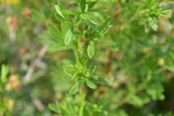 Potentilla fruticosa - Foliage