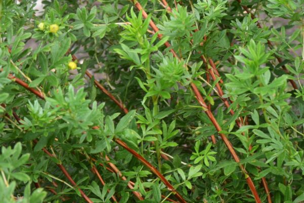 Potentilla fruticosa - Stems