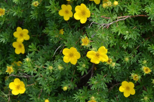 Potentilla fruticosa - Flowers