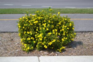 Potentilla fruticosa - Shrub Habit