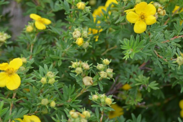 Potentilla fruticosa - Flower Buds