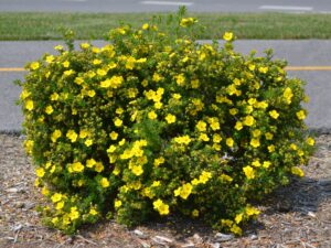Potentilla fruticosa - Shrub Habit