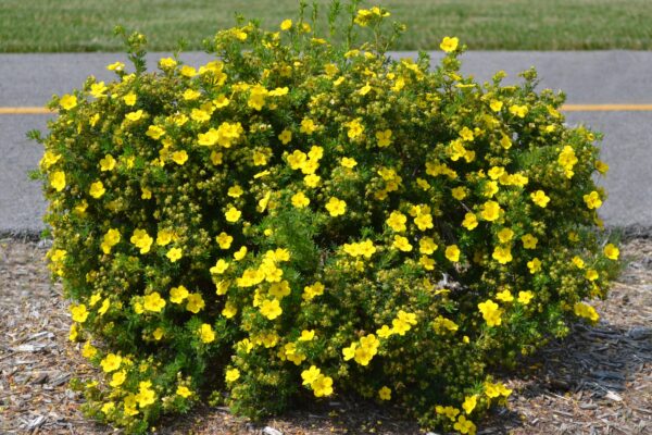 Potentilla fruticosa - Shrub Habit