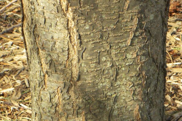 Prunus cerasifera ′Newport′ - Bark