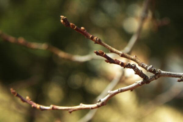 Prunus cerasifera ′Newport′ - Buds