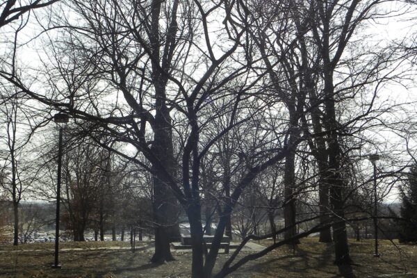 Prunus cerasifera ′Newport′ - Winter Habit