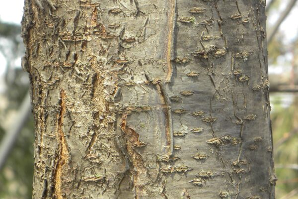 Prunus cerasifera ′Newport′ - Bark