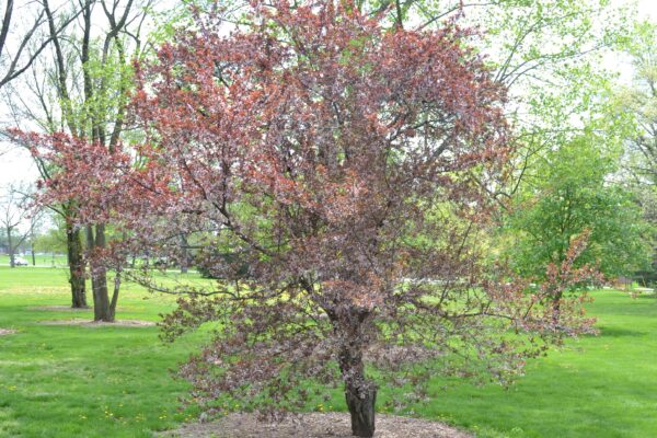 Prunus cerasifera ′Atropurpurea′ - Tree in Bloom