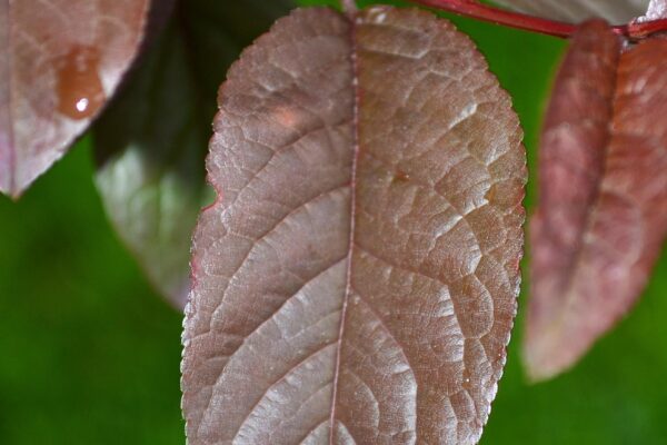 Prunus cerasifera ′Atropurpurea′ - Leaf