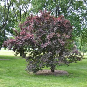 Prunus cerasifera ′Atropurpurea′ - Habit