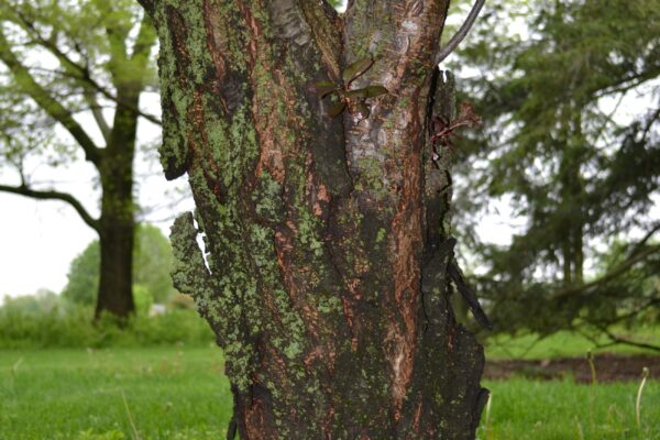 Prunus cerasifera ′Atropurpurea′ - Bark