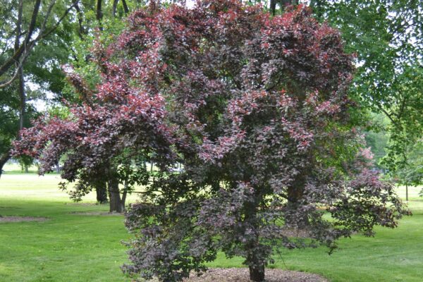 Prunus cerasifera ′Atropurpurea′ - Habit