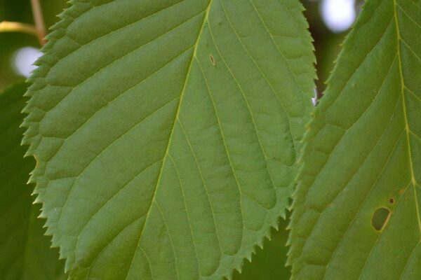 Prunus sargentii - Leaf