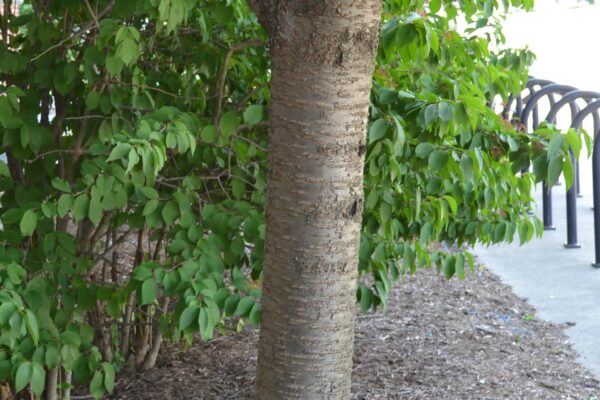 Prunus sargentii - Bark