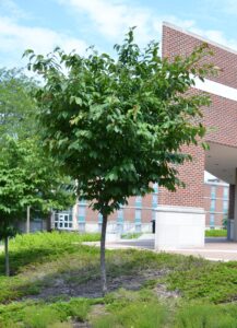 Prunus sargentii - Overall Habit