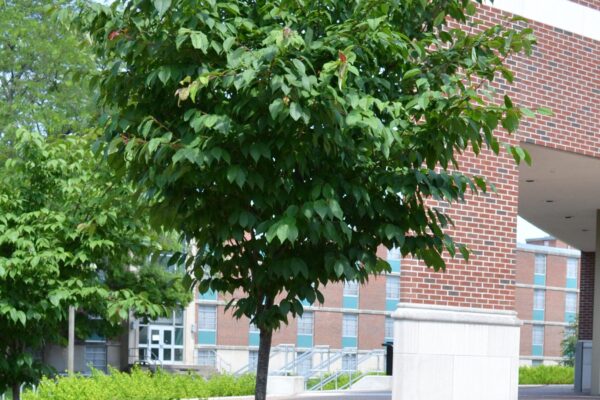 Prunus sargentii - Overall Habit