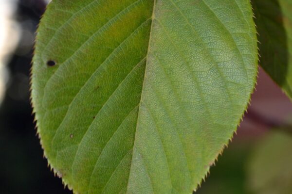 Prunus sargentii ′Columnaris′ - Leaf