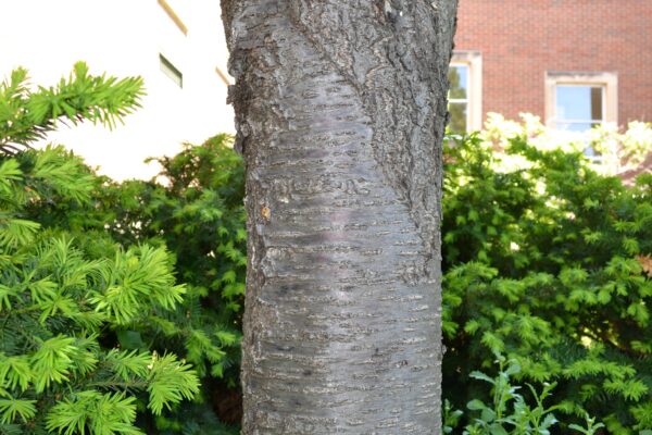 Prunus sargentii ′Columnaris′ - Bark