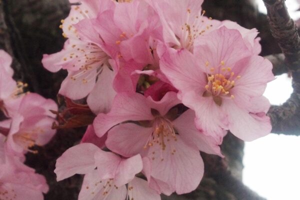 Prunus sargentii ′Columnaris′ - Flowers